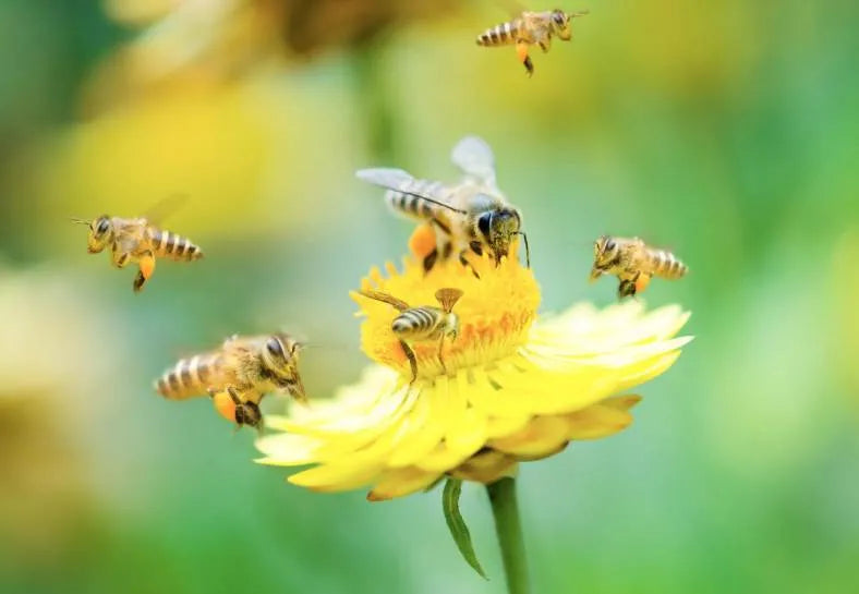 Bienen Blumen Nachhaltigkeit Woehe & Heydemann