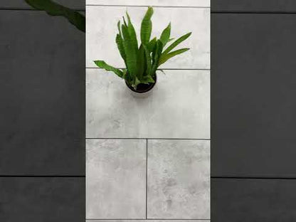 NanoLine-Terrassenplatte in grauer Beton-Optik von Woehe & Heydemann